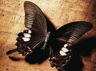 обоя животные, бабочки