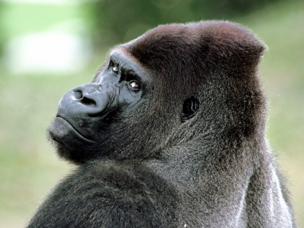 Обои картинки фото lowland, gorilla, africa, животные, обезьяны