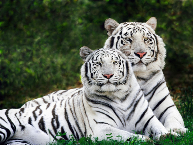Обои картинки фото white, phase, bengal, tigers, животные, тигры