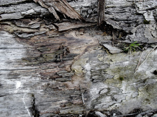 Картинка разное текстуры текстура древесина