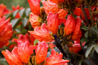 Картинка животные колибри крылья тюльпанное дерево красный цветы полет