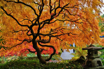 Картинка Японский клен природа деревья осень оранжевый