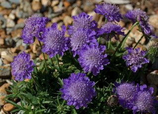 Картинка цветы скабиоза фиолетовый
