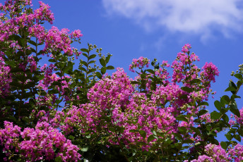 Картинка цветы лагерстрёмия розовый небо