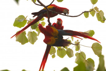 Картинка животные попугаи ара ветки