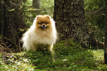 Картинка животные собаки собака лес лето