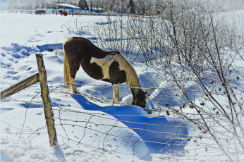 Картинка животные лошади снег лошадь