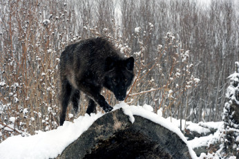 Картинка животные волки зима снег хищник черный