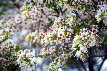 Картинка цветы цветущие деревья кустарники дерево цветение