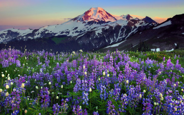 Картинка природа луга пейзаж цветы горы