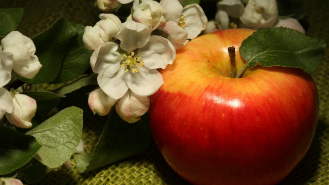Обои картинки фото еда, Яблоки, цветы, ветка, яблоко