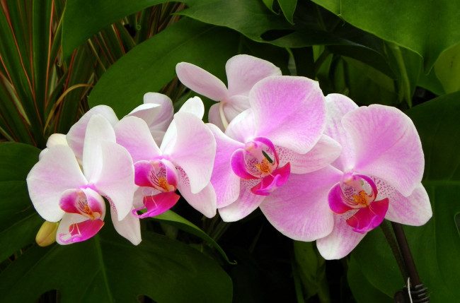 Обои картинки фото цветы, орхидеи, ветка, розовый