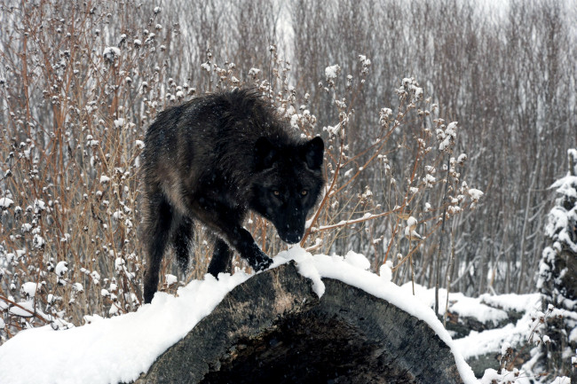 Обои картинки фото животные, волки, зима, снег, хищник, черный