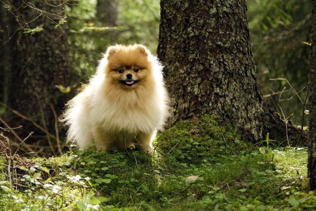 Обои картинки фото животные, собаки, собака, лес, лето