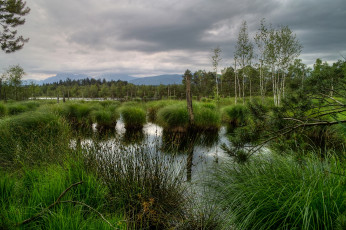 Картинка природа реки озера болото кочки трава деревья вода