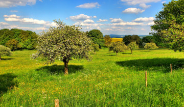 Картинка природа деревья трава изгородь поле