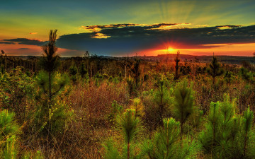 Картинка природа восходы закаты лес посадки сосны трава солнце свет