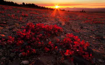 Картинка природа восходы закаты свет солнце поле лес камни цветы