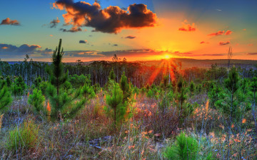 Картинка природа восходы закаты свет трава облака солнце лес посадки сосны