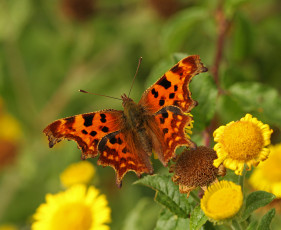 Картинка животные бабочки зелёный фон бабочка пятнистая жёлтые цветы