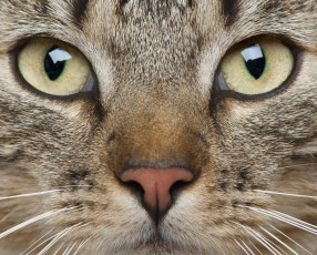 Картинка животные коты макро кот морда взгляд полосатый