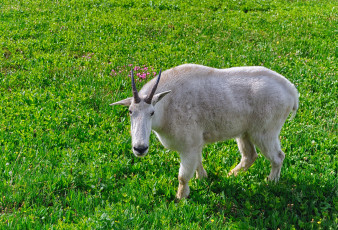 Картинка животные козы козел луг