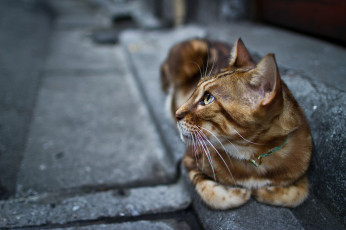 Картинка животные коты кошка кот котэ лапы взгляд ошейник