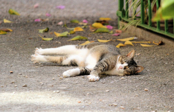 Картинка животные коты кошка спит подтягивается