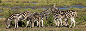 Картинка животные зебры африка zebras africa
