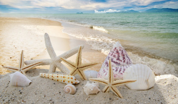 Картинка разное ракушки +кораллы +декоративные+и+spa-камни starfishes seashells пляж summer звезды sky sand песок солнце море sunshine sea beach