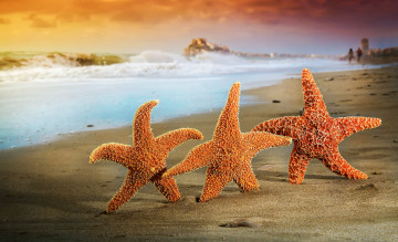 обоя животные, морские звёзды, лето, песок, звезды, пляж, море