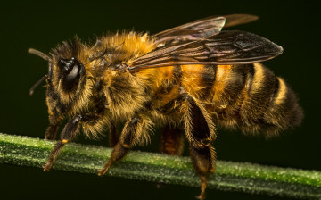 Картинка животные пчелы +осы +шмели насекомое макро пчела