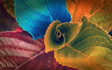 Картинка разное компьютерный+дизайн цвета листья растение
