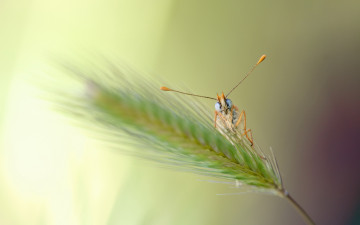 Картинка животные бабочки взгляд бабочка усики колосок травинка лапки
