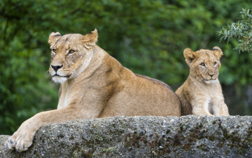 Картинка животные львы львица кошка львёнок детёныш котёнок камень