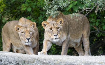 Картинка животные львы львицы кошки пара взгляд ветка