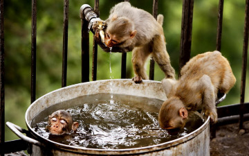 Картинка животные обезьяны мартышки плавание кастрюля решетка кран вода водопой