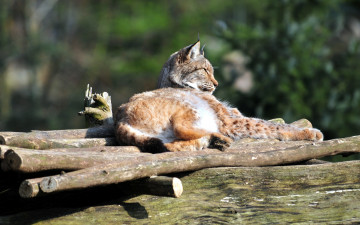 Картинка животные рыси рысь кошка отдых солнце бревно профиль