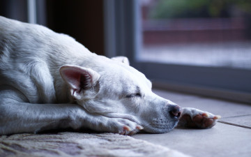 Картинка животные собаки белый сон коврик отдых пес