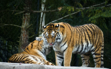 Картинка животные тигры тигр кошки амурский пара
