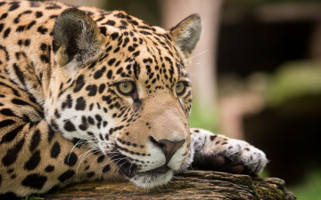 Картинка животные Ягуары ягуар кошка морда взгляд