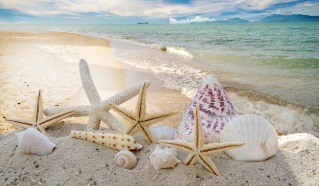 Обои картинки фото разное, ракушки,  кораллы,  декоративные и spa-камни, starfishes, seashells, пляж, summer, звезды, sky, sand, песок, солнце, море, sunshine, sea, beach