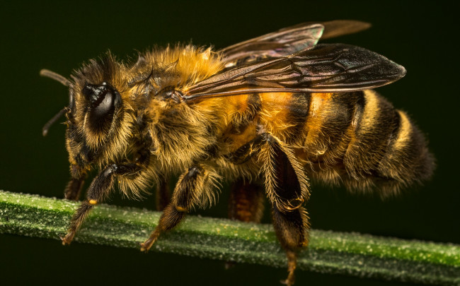 Обои картинки фото животные, пчелы,  осы,  шмели, насекомое, макро, пчела