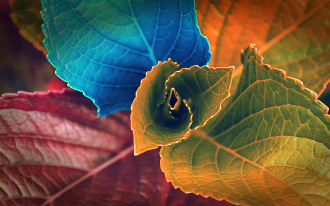 Обои картинки фото разное, компьютерный дизайн, цвета, листья, растение