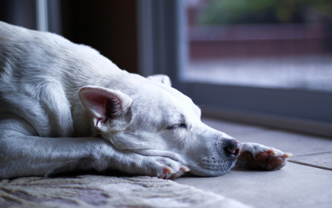 Обои картинки фото животные, собаки, белый, сон, коврик, отдых, пес