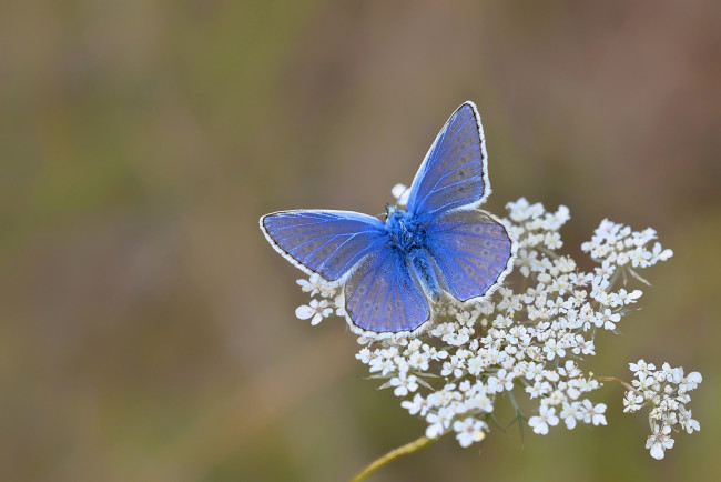 Обои картинки фото животные, бабочки, белые, бабочка, голубая, цветы