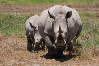 Картинка животные носороги семья