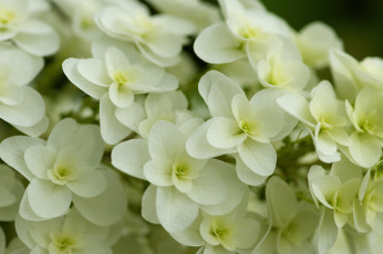 Картинка цветы гортензия белые соцветие макро