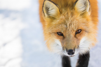 Картинка животные лисы лиса зверь взгляд