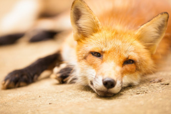 Картинка животные лисы взгляд лиса